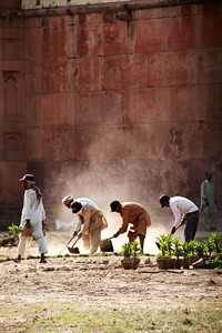 Workers planiting trees