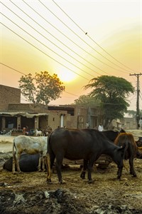 Cows and buffalos