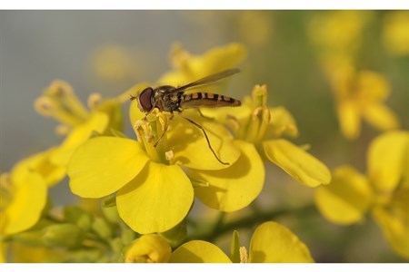 Honey bee With yellow flower