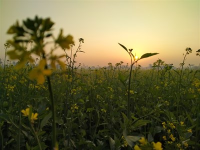 morning field