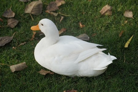 Pretty duck