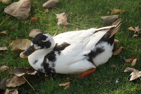 Pretty duck