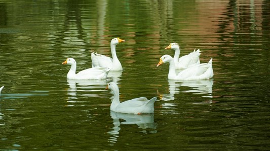 Pretty ducks