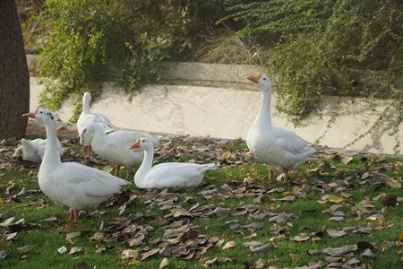 Pretty ducks