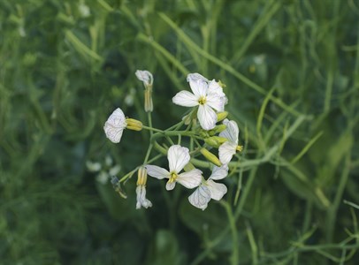 White Flower with dark green background!