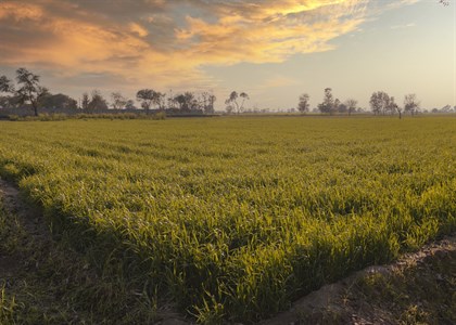 Green Wheat field with orange sunset sky!