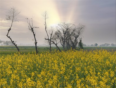 Canola Field with sunset sky yellow flowers