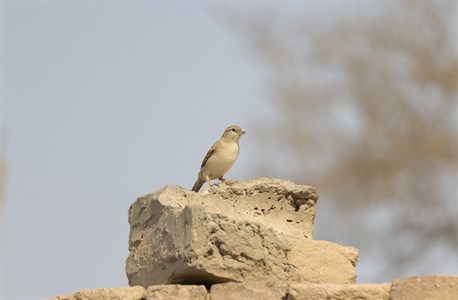 Common sparrow sitting on rock