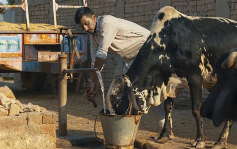 Farmer Milkman watering his animals giving water animals