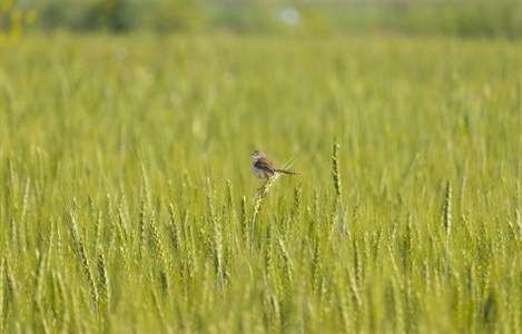 Small Bird/sparrow sitting on a wheat spike in the middle of green field