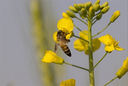 Honey Bee Sucking Nectar from yellow canola flower! Insects Photography 