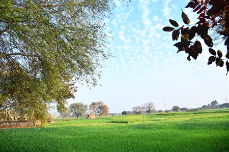 Fields in village