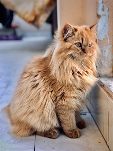 brown fluffy cat