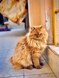 fluffy brown cat