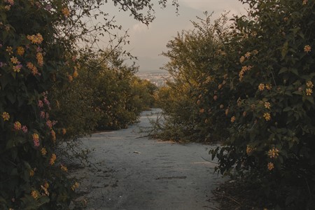 Road with yellow floral bushes	