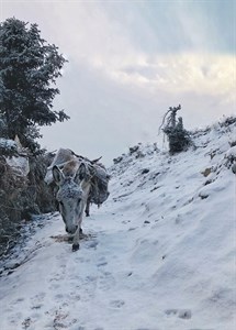 donkey in snow