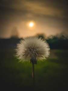 White Dandelion flower in sunset