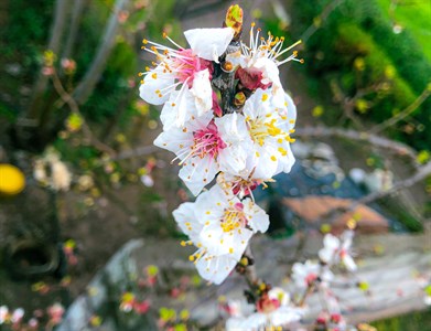 Spring flower