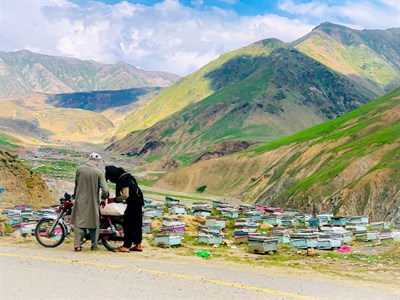 Bee hive boxes in Naran Valley