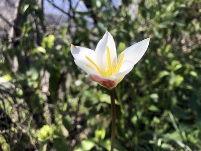 White Flower