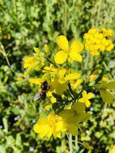 Honey bee on yellow flower