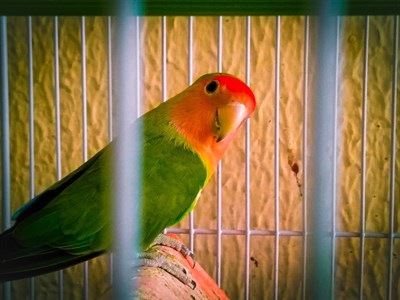 Parrot looking at the lens