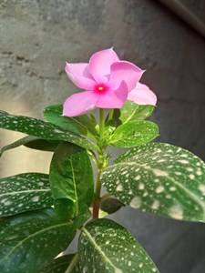 Pink flower