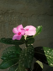 Pink flower