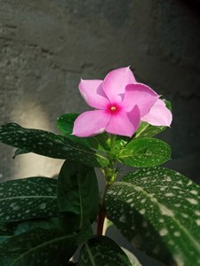 Pink flower