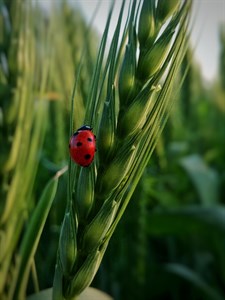 Ladybug 