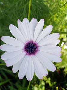 Daisy Flower