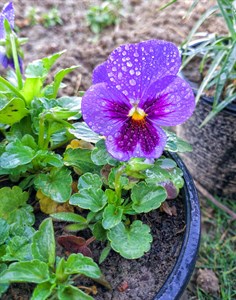 A Butterfly Shaped flower and droplets on the patles of flower