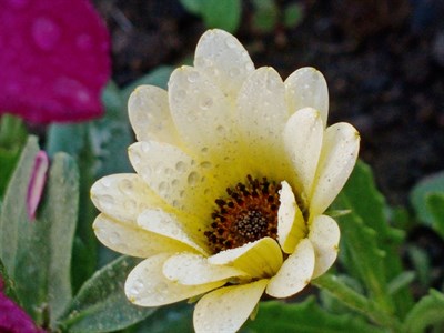 Daisy Flower in it's initial stage