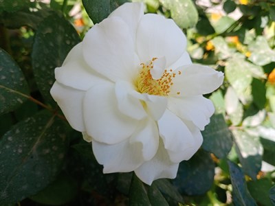 White Rose