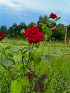 red rose