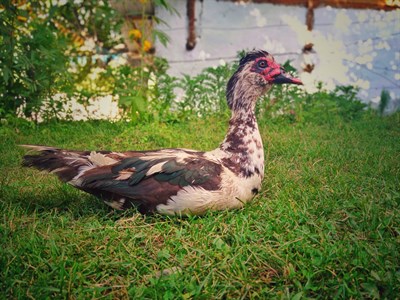 Duck