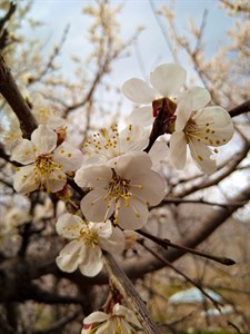 Apricot blossoms