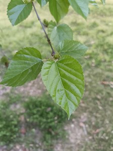 leaf