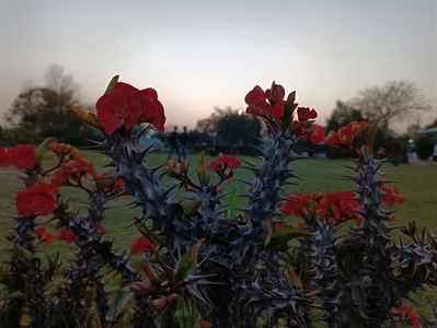 Red flower in Park