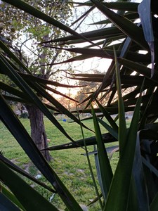 plants closeup in park