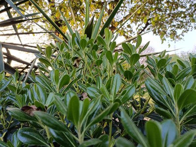 Leaves in Park