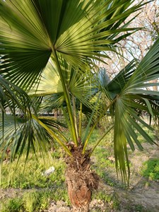 Palm tree in Park