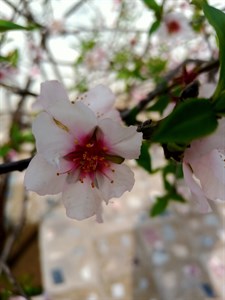 White Flower