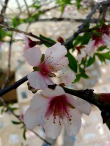 White Flower