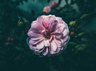 Flower in dramatic light 