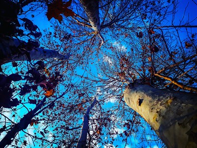 Trees and Sky in perspective