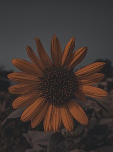 A sunflower in dramatic light