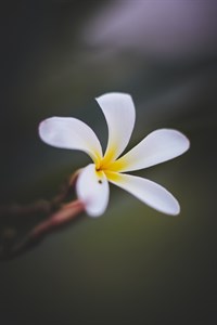 White Flower