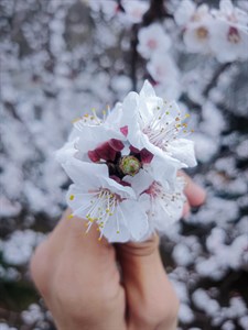 Apricot New Born Flower