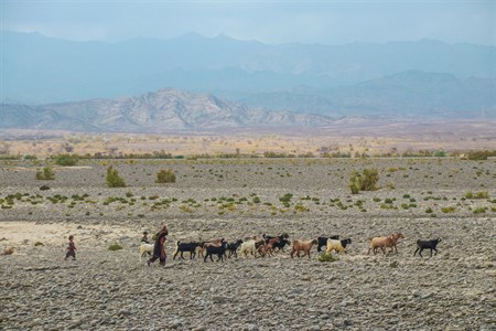 Shepherd with goats